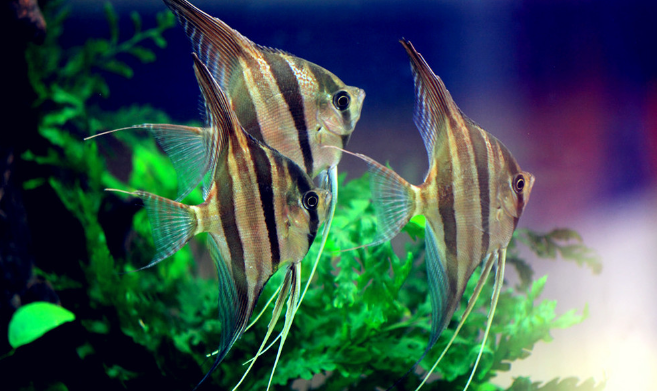 水族观赏鱼销售企业彩铃